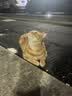 凯锐思猫条猫零食 猫条鱼肉条0添加0诱食剂湿粮混合口味猫咪零食 【鱼油爆珠】美毛助消化50支 实拍图
