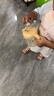 贝亲（Pigeon）儿童牛奶杯1-3岁宝宝喝水喝奶PPSU直饮奶瓶双吸管水杯暖橙色330ml 实拍图