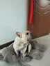 凡可奇狗粮小型犬通用全价狗粮 【真鲜乳鸽】2kg*2 实拍图