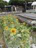 雪川食品（Snow Valley）缤纷薯脆2斤/袋笑脸薯条薯角红薯条组合半成品空气炸锅食材预制菜 实拍图
