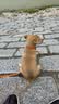 petlimit狗狗脖圈项圈小中大型犬颈圈泰迪金毛狗链脖套宠物用品柔软 桔色S 实拍图