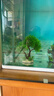 萌嘟星宠 仿真椰子树鱼缸造景水族箱布景装饰摆件假植假水草 实拍图