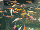 壳牌（Shell）超凡喜力金光影 全合成机油0W-20 SN 1L汽车保养京东养车京东自营 实拍图