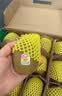 佳沛（zespri）新西兰 阳光金奇异果12粒特大果单果124-146g 猕猴桃水果礼盒 实拍图