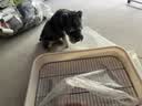 HELLOJOY狗厕所中型小型犬专用防踩屎便盆尿尿盆非不锈钢大小便神器狗砂盆 实拍图