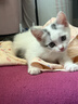 麦富迪猫粮 超肉粒冻干双拼奶糕离乳猫粮呵护免疫 冻干蛋奶2kg 实拍图