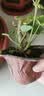进口大花带花苞天竺葵花苗重瓣花卉庭院阳台四季开花不断盆栽花卉 1盆少女粉+包对版+原土盆+肥料 带盆栽25~35厘米 实拍图