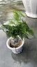 文竹盆栽绿植花卉盆景植物室内客厅水培文松云竹文竹大苗四季常青 小文竹【1颗】原盆原土球发货 高度15-25cm 实拍图