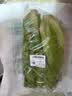 罗马生菜约500g 实拍图