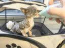 欢宠网幼猫奶瓶猫幼犬小猫喂奶器猫猫狗狗宠物奶嘴喂水喂药猫咪兔子小狗 实拍图