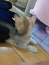 憨憨乐园宠物狗狗猫咪梳子撸毛手套洗澡刷神器猫毛狗毛去浮毛按摩用品1双 实拍图