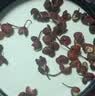 乐畅大红袍红花椒100g 无农残无硫熏无铅 干花椒炖卤肉调味料调料香辛 实拍图