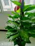 花财主天堂鸟盆栽办公室大型绿植客厅鸭脚木植物家用吸甲醛净化空气好养 绿萝柱1.4-1.5米【圆柱盆】 实拍图