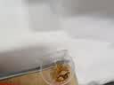 户净蚂蚁药茚虫威呋虫胺一窝端家用室内灭杀除蚂蚁特效药杀虫饵剂500g 实拍图