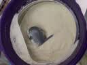a2奶粉紫白金澳版较大婴儿配方奶粉2段3罐 马年礼盒【批批严检】 实拍图