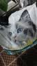 亿迪冻干猫粮幼猫成猫粮蓝莓紫薯10斤全价蓝猫布偶英短国产5kg次日达 实拍图