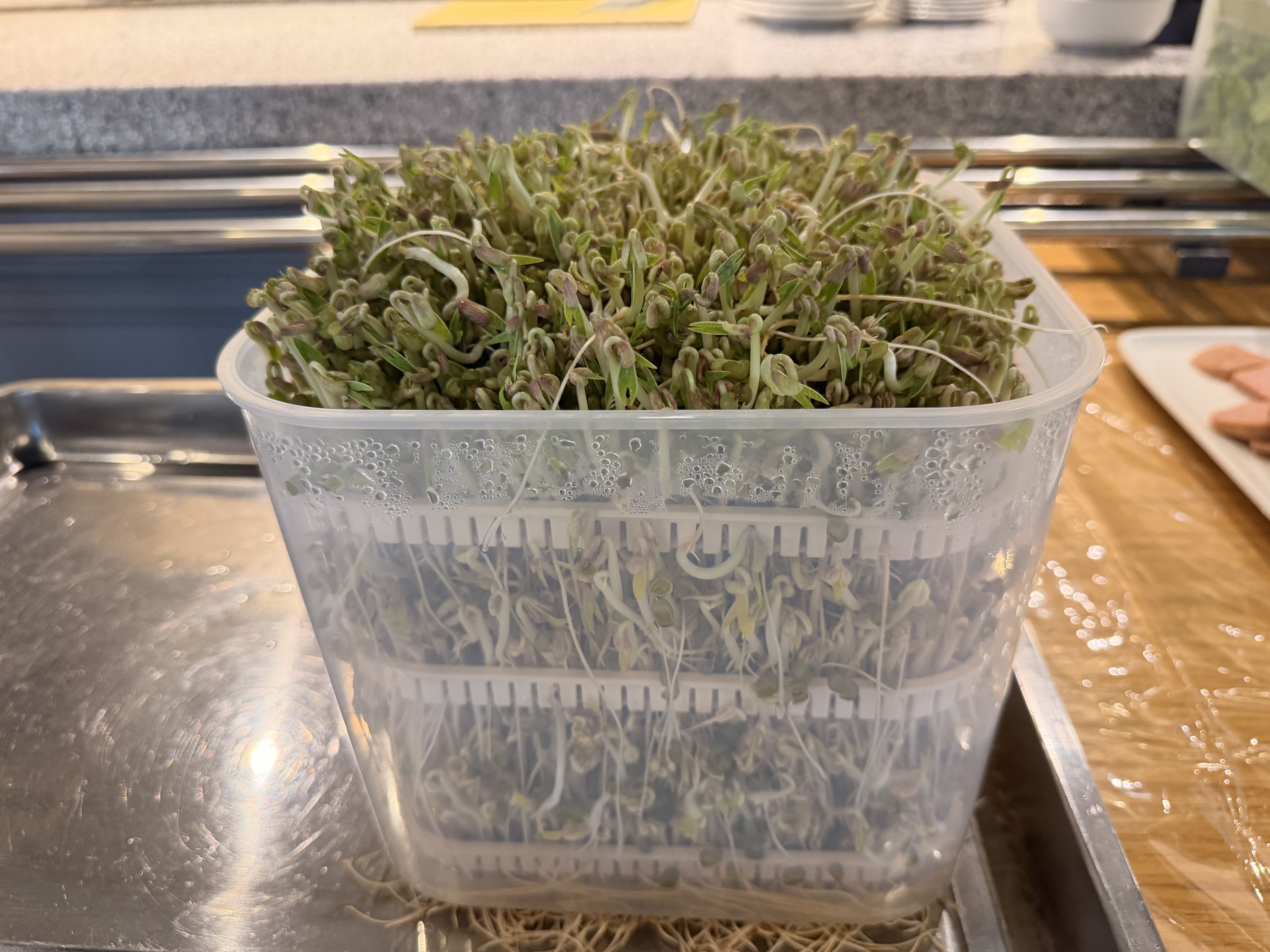 摩动豆芽机家用全自动喷淋智能发芽豆牙盆神器自制小型绿豆催芽苗灌盆多层四季可用豆芽机DY01 自动豆芽机三层DY01 实拍图
