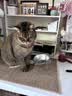 甜浪海猫碗狗碗304不锈钢猫食盆防打翻猫咪喝水碗保护颈椎增高宠物饭碗 实拍图