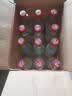 牛栏山 陈酿 白牛二 白瓶 口粮酒 浓香风格 52度 500ml*12瓶 整箱装 实拍图