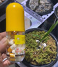 护花匠苯醚甲环唑胶囊植物杀菌剂多菌灵月季白粉枯叶黑褐斑病15粒/瓶 实拍图