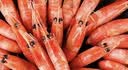 鲜生说 大号头籽北极甜虾净重3斤 40-50只/斤 95-99%头籽率 即食冰虾 实拍图