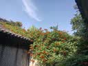 哈纳斯乳业新疆全脂淡奶粉 新疆特产成人奶粉男士女士早餐牛奶粉300g 实拍图