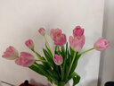 史丹利绿植营养肥料盆栽植物通用型室内有机家庭绿叶观叶型复合肥500g 实拍图