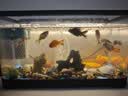 森森鱼缸增氧泵水族箱氧气泵LQE-200家用小型充氧泵4W双孔+全套配件 实拍图