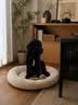 皇家狗粮幼犬奶糕幼犬狗粮宠物大型犬MAS30全价犬粮≤2月4KG 实拍图