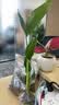 种花迷水培天堂鸟盆栽花卉植物室内客厅绿植面鹤望兰吸甲醛四季好养活 精品水培天堂鸟20-30厘米1棵【不含瓶】 实拍图