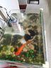 森森 小鲤鱼缸过滤器净水循环三合一内置水族箱过滤系统XQP-500F 6W 实拍图