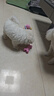 HELLOJOY狗狗玩具球小狗磨牙棒骨头耐咬狗咬胶小型犬宠物用品幼犬自嗨解闷 实拍图