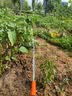 东方鸟浇菜神器浇水机充电式抽水泵农村用菜地灌溉家用自动户外浇地神器 实拍图