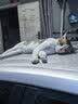 猫人男士内裤男平角裤冰丝抗菌大码宽松中腰u凸四角短裤衩4条2XL 实拍图