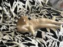 美士全护双拼冻干成猫猫粮全价 1.5kg*4肠道健康 实拍图