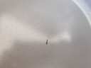 小熊（Bear）电煮锅分体式小火锅1-2人小电锅蒸煮一体多功能锅一锅多用电热锅电火锅2-3人泡面锅电蒸锅电炒锅 2.5L 【铸铁珐琅锅】+分体易清洗+不锈钢蒸笼 实拍图