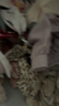 芬腾睡衣女带胸垫纯棉26年夏新款7A抑菌女士短裤家居服套装七夕礼物 实拍图