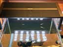 尼特利AT5S水草灯530S专业级全光谱led伸缩鱼缸灯专用植物补光灯 实拍图
