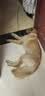 皇家狗粮 成犬狗粮 犬粮 宠物大型犬 GR26全价犬粮 ≥15月4KG 实拍图