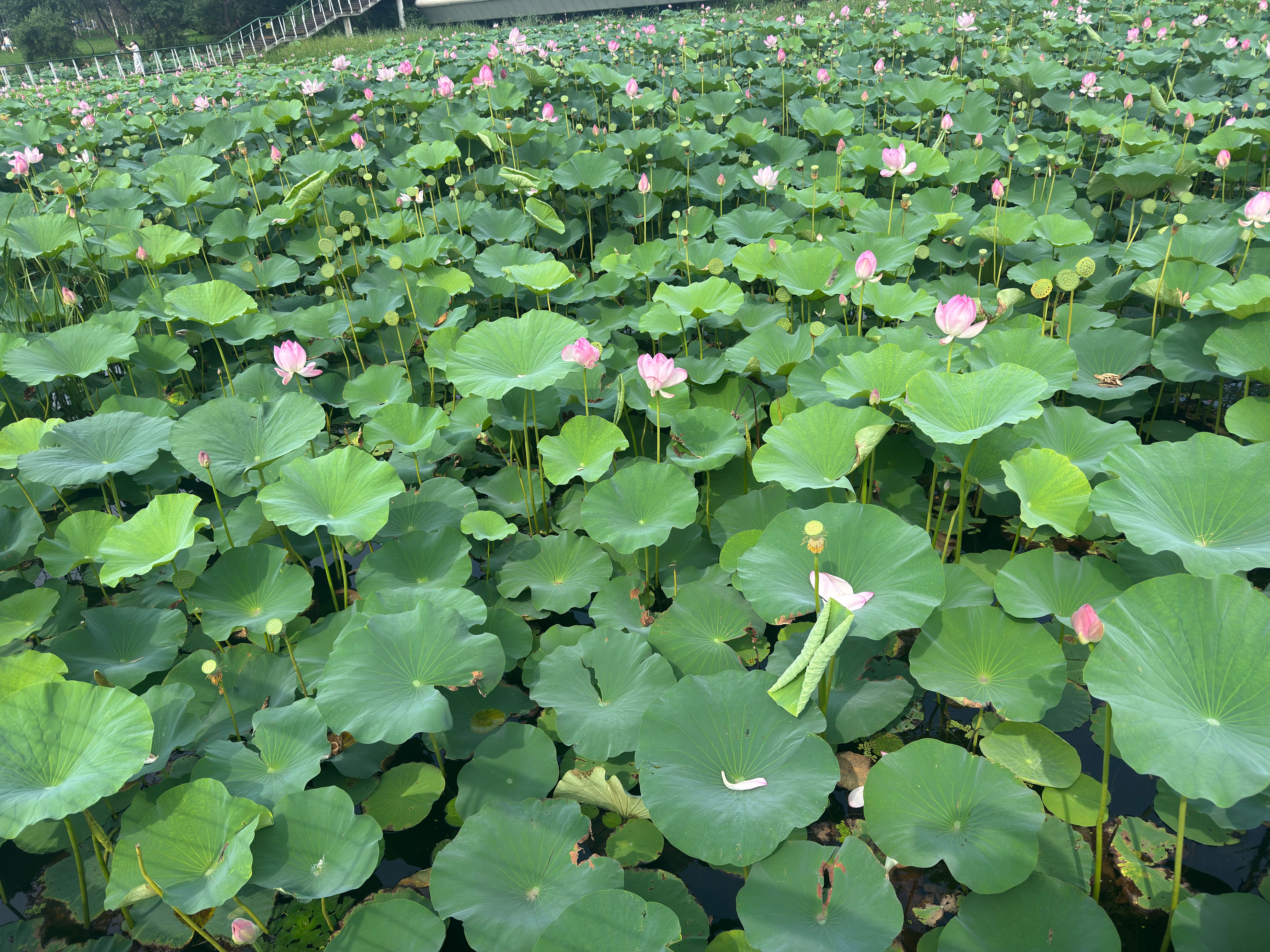 蕉下（beneunder）冰袖女夏季防紫外线防晒袖套冰丝凉感袖套骑行套袖AS013 实拍图