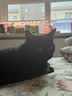 pidan猫抓板 纸盒款 瓦楞纸猫窝耐磨猫玩具 实拍图