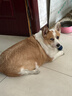好主人 全价成犬粮狗粮泰迪金毛拉布拉多比熊法斗柯基全犬种10kg/20斤 实拍图