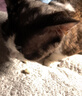 卫仕（NOURSE）猫多维魔方冻干猫咪日常所需复合维生素营养乳铁蛋白高免营养片 基础款猫多维240片 实拍图