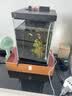 米家智能桌面鱼缸竖版 智能桌面鱼缸+专属滤芯套装 实拍图