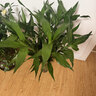 花翁带根富贵竹水培植物客厅招财旺宅花卉绿植盆栽竹子文昌竹源头直发 实拍图