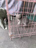 普安特宠物猫咪驱虫药驱虫体内外同驱跳蚤犬虱非泼罗尼滴剂爱滴克 实拍图
