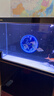 森森（SUNSUN）大型鱼缸底过滤水族箱客厅家用落地玻璃生态金鱼缸 【实时温显+灯控】经典黑 1米长35cm宽 实拍图