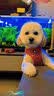 HELLOJOY宠物吹风机吹水机泰迪比熊卷毛犬狗狗拉毛吹梳一体神器用品 实拍图