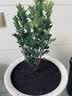 种花迷香水米兰花盆栽花卉绿植室内老桩带花苞四季开花好养驱蚊植物树苗 （花期带花苞）五年米兰【无盆】 含盆 实拍图