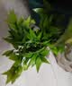 京东绿植驱蚊竹柏水培植物盆栽办公室桌面花卉水养绿植10株带瓶源头直发 实拍图